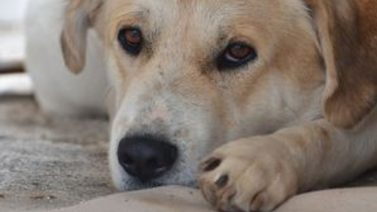 Μήνυση κατά αγνώστων από τον δήμο Νάουσας για τη θανάτωση αδέσποτων με φόλες