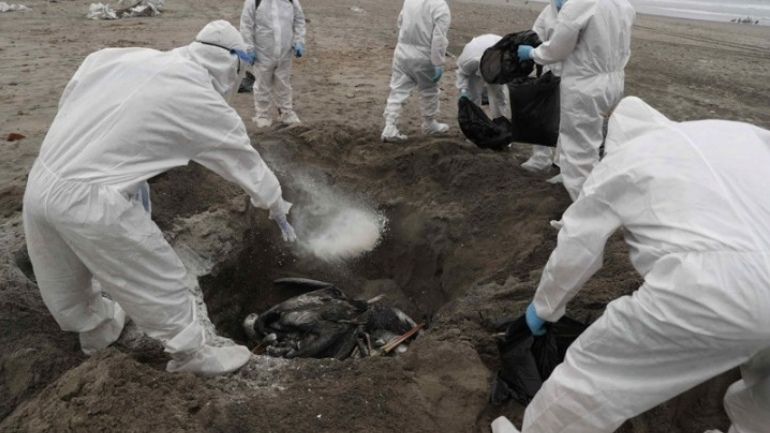 Νέα κρούσματα στελέχους της γρίπης των πτηνών σε πελεκάνους στη Χιλή