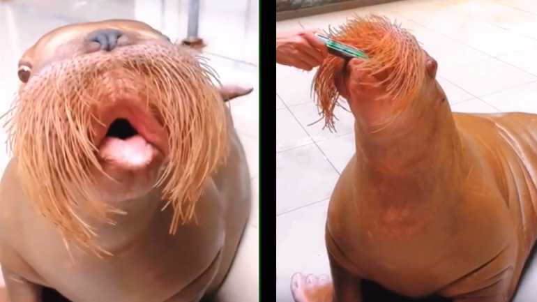 Θαλάσσιος ίππος σφυρίζει και παίζει φυσαρμόνικα