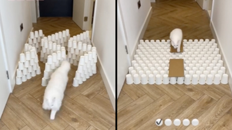 Η γάτα σε επικίνδυνες αποστολές