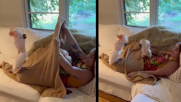 Δύο παπαγάλοι παίζουν κούκου