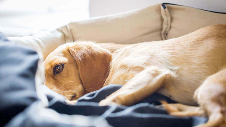 Τα σημάδια για να καταλάβουμε πως ο σκύλος μας αρρωσταίνει