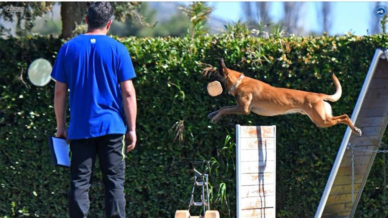 Σκύλος και αθλητισμός: Θεαματικοί αγώνες αυτό το Σαββατοκύριακο στην Κόρινθο
