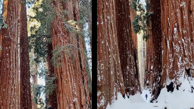 Περπατώντας ανάμεσα στα ψηλότερα δέντρα της Γης