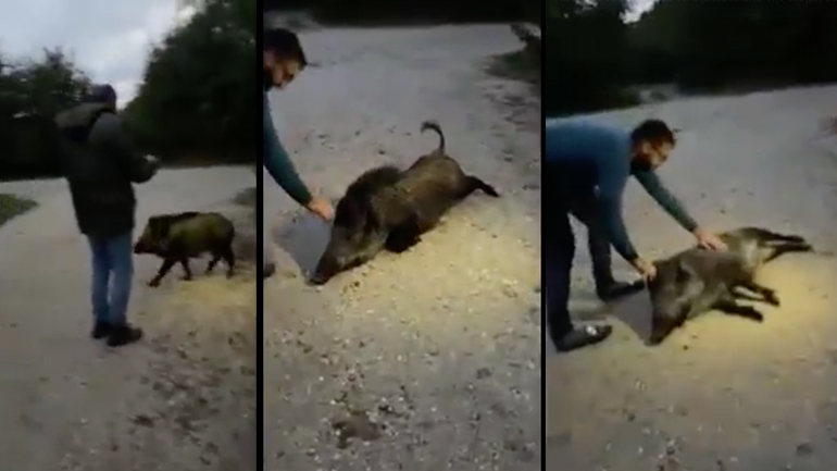 Φιλικός αγριόχοιρος 