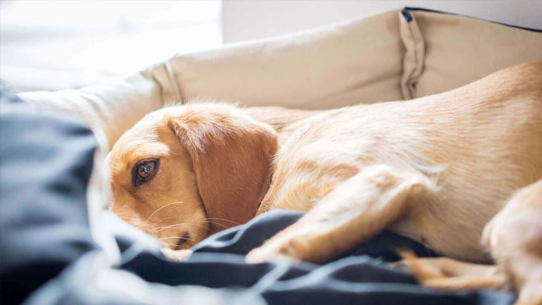 Τα σημάδια για να καταλάβουμε πως ο σκύλος μας αρρωσταίνει