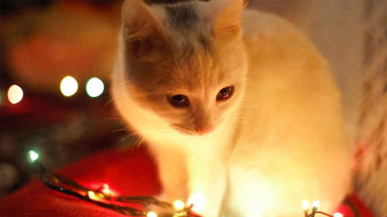 Χριστούγεννα με τη γάτα – Τι πρέπει να προσέχετε