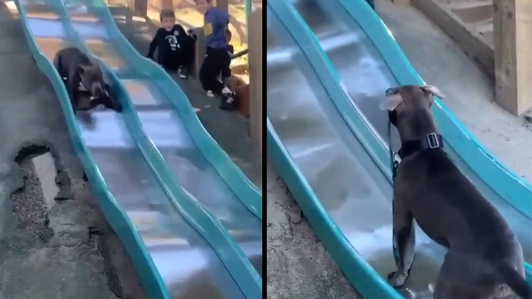 Σκύλος κάνει τσουλήθρα