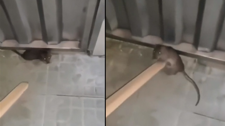 Γυναίκα εναντίον αρουραίου