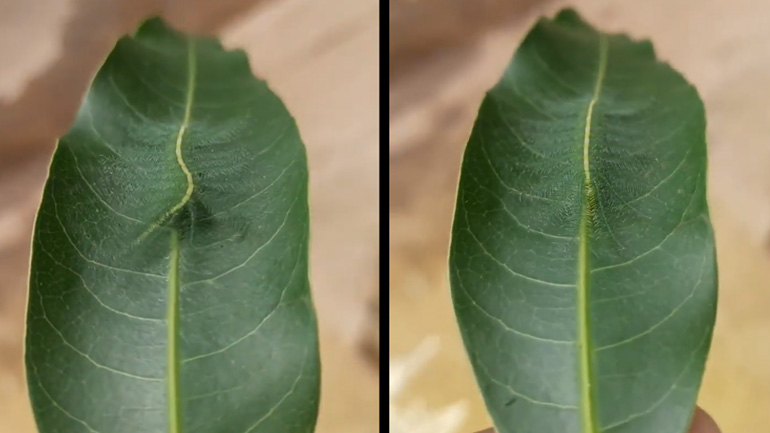 Το απόλυτο καμουφλάζ