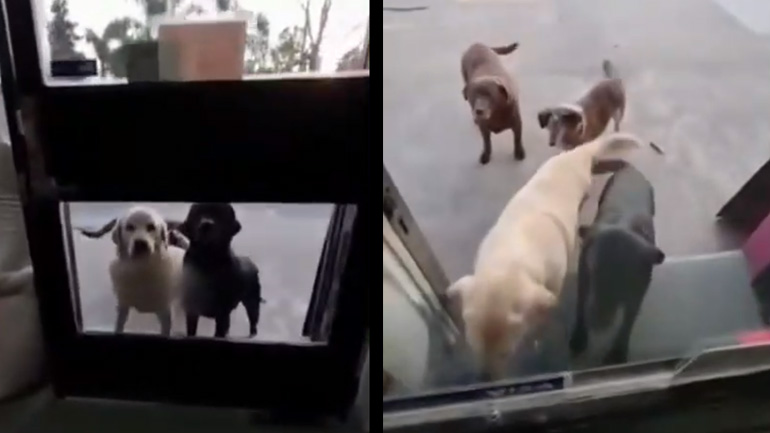 Οι φίλοι ήρθαν για επίσκεψη