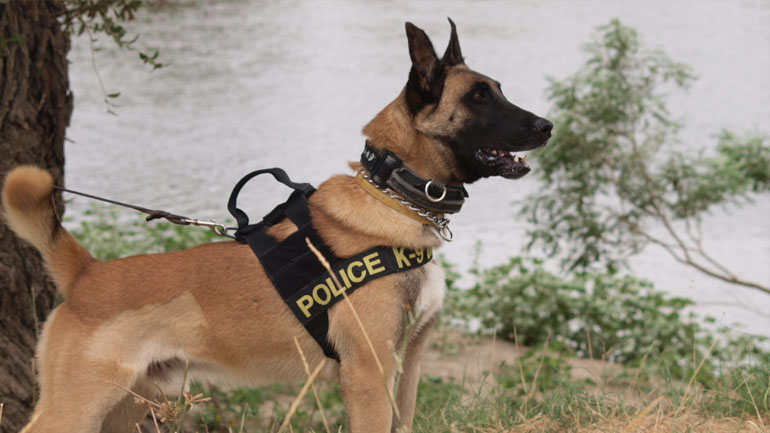 Ημαθία: Έκρυβε χασίς στην ντουλάπα του υπνοδωματίου αλλά η «Roxi» το εντόπισε