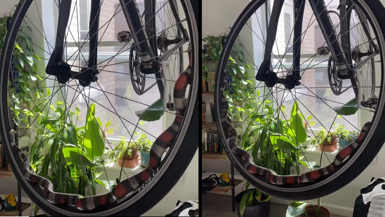 Φίδι κάνει ποδήλατο 