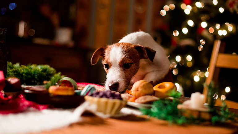 Χριστουγεννιάτικα εδέσματα και σκύλος – Τι πρέπει να προσέξουμε