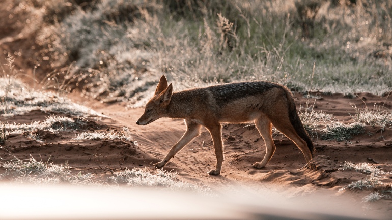 Τσακάλια αφανίζουν κοπάδια ζώων στην ορεινή Ηλεία