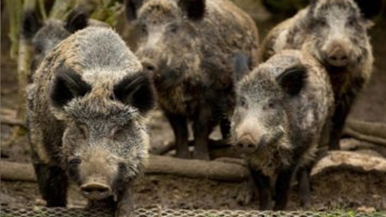 Ιταλία: Χαλάρωση της νομοθεσίας για το κυνήγι λόγω της «εισβολής» αγριογούρουνων