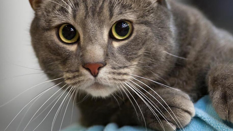 Γιατί η γάτα γρατσουνάει τα έπιπλα