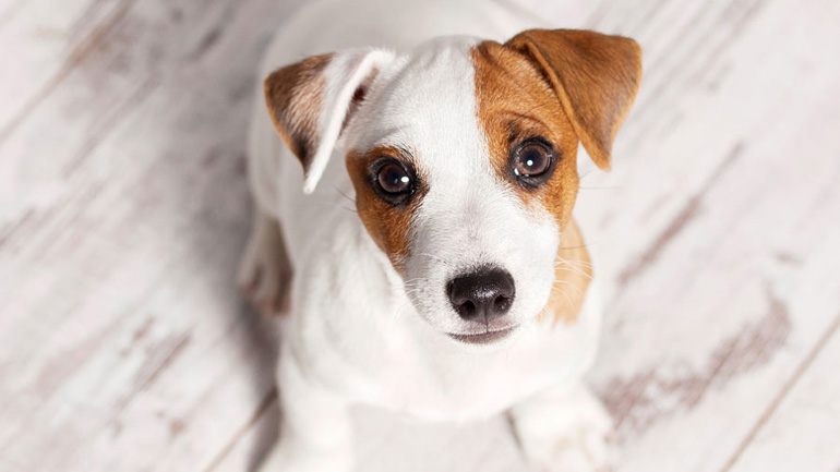 Με ποιο τρόπο ζητάει συγγνώμη ο σκύλος μας;