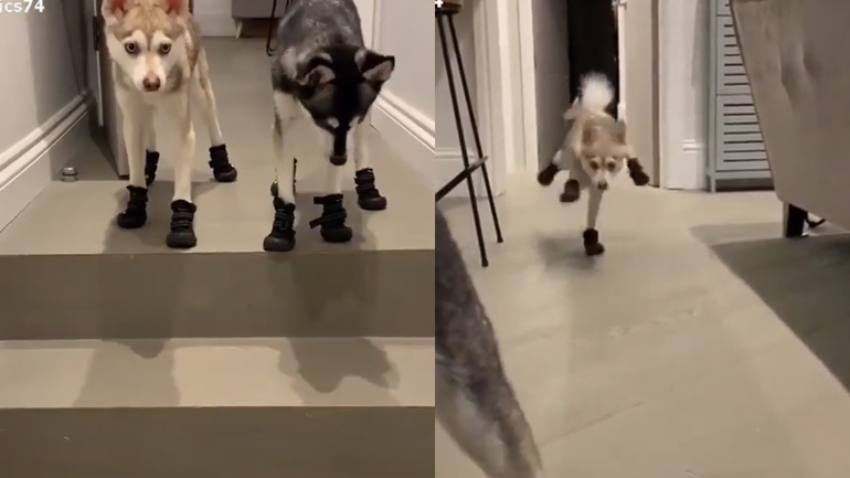 Οι σκύλοι ετοιμάστηκαν για βόλτα