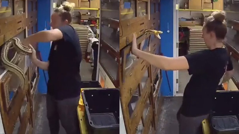 Όταν έχεις εμπειρία με τα φίδια