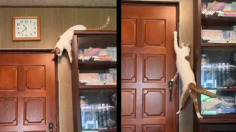 Γάτα δραπέτης