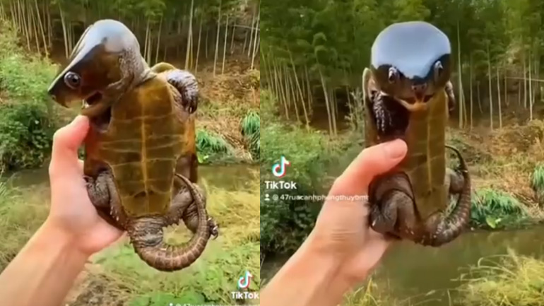 Η χελώνα με το μεγάλο κεφάλι