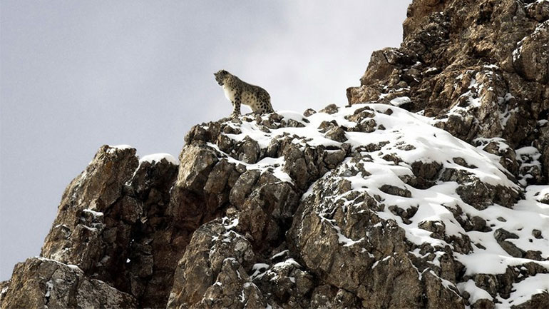 Η Λεοπάρδαλη του Χιονιού: Το βραβευμένο ντοκιμαντέρ των Μαρί Αμιγκέ και Βενσάν Μινιέ