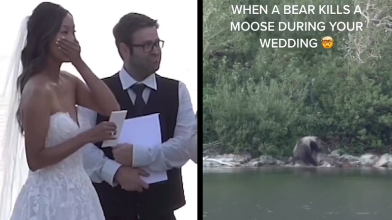 Αρκούδα σκοτώνει μια άλκη κατά τη διάρκεια ενός γάμου