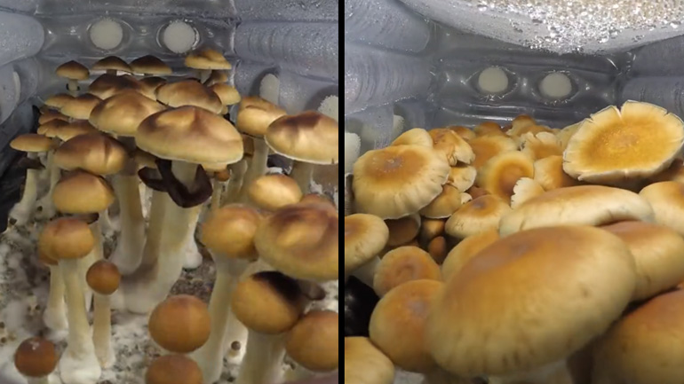 Timelapse με την ανάπτυξη μανιταριών