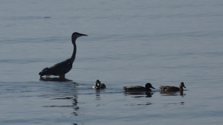 Γρίπη των πτηνών: Η Γαλλία θέτει ως στόχο τον εμβολιασμό των πουλιών έως το φθινόπωρο του 2023