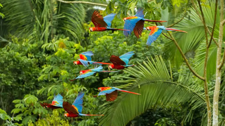 Πώς οι επιχειρήσεις μπορούν να βοηθήσουν στην πρόληψη της «έκτης εξαφάνισης ειδών» Πώς οι επιχειρήσεις μπορούν να βοηθήσουν στην πρόληψη της «έκτης εξαφάνισης ειδών»