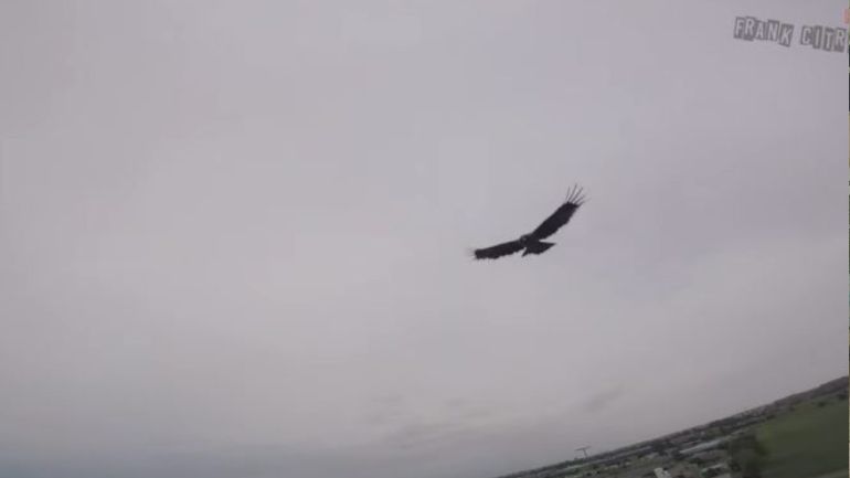 Πουλί επιτίθεται σε drone και… όλα γράφτηκαν σε κάμερα!