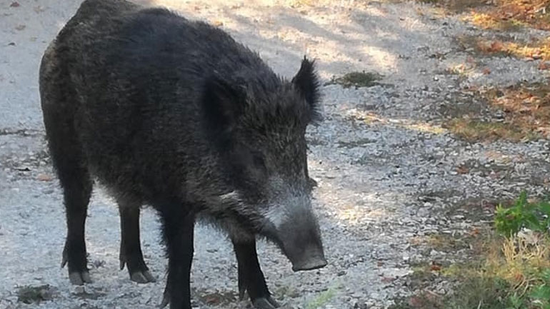 Αγριογούρουνο τραυμάτισε 28χρονο κυνηγό στην Εύβοια