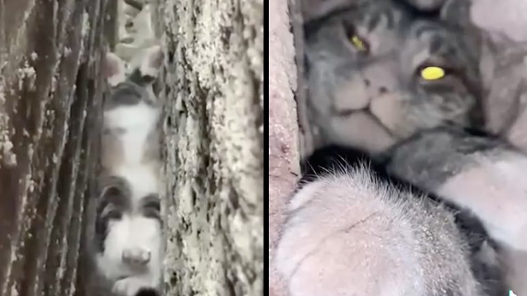 Διάσωση εγκλωβισμένης γάτας