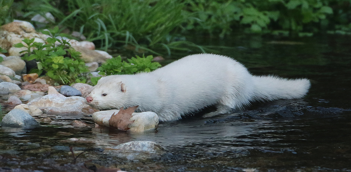 Ένα μινκ… στον Κηφισό!