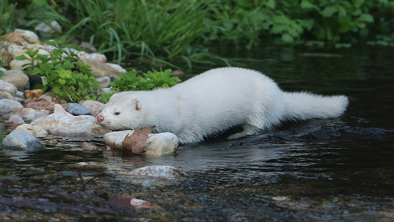 Ένα πανέμορφο μινκ έκανε βόλτες στον Κηφισό