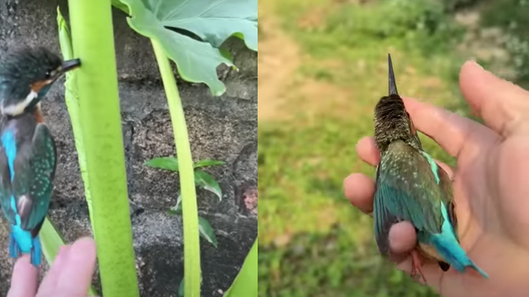 Άνδρας βοηθά ένα κολιμπρί