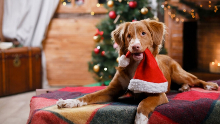 Φαγητά που δεν πρέπει να δώσετε στον σκύλο σας