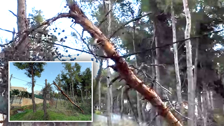 Χωρίς ρεύμα κινδύνευσε να μείνει περιοχή του Διονύσου Αττικής – Δέντρο έπεσε σε καλώδια της ΔΕΗ