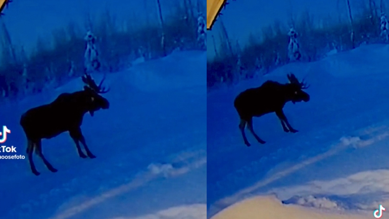 Άλκη αποβάλλει τα κερατά της