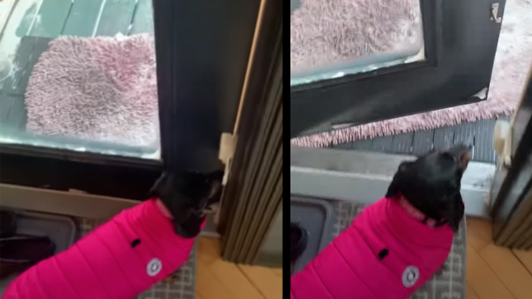 Όταν βγάζεις τον σκύλο σου βόλτα στους -35°C