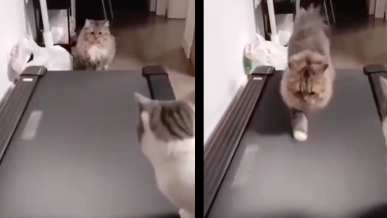 Γάτα ανακαλύπτει τον διάδρομο γυμναστικής