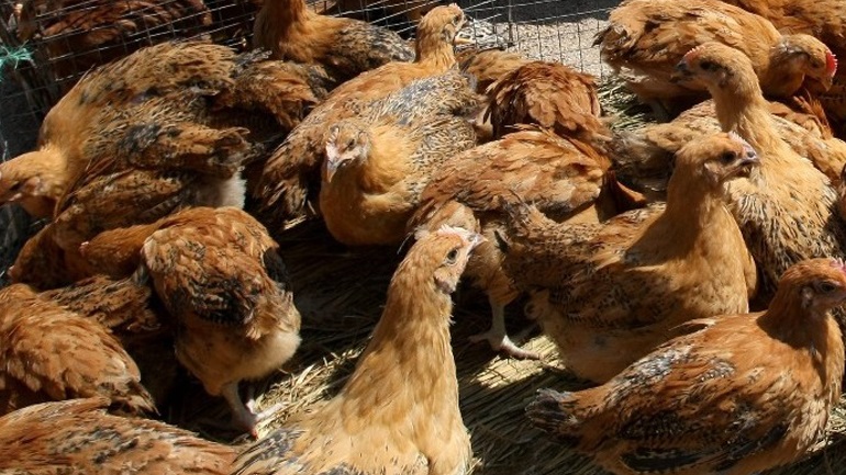 Τσεχία: Φάρμα θα θανατώσει 220.000 πουλερικά λόγω της γρίπης των πτηνών στη χώρα