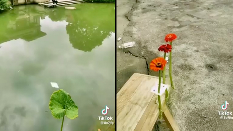 Τεμαχίζοντας λουλούδια με ένα τραπουλόχαρτο