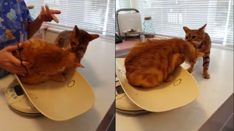 Γάτα βοηθά τη φίλη της να φύγει από τον κτηνίατρο