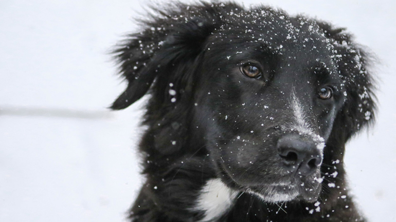Βίντεο: Σκύλος vs χιόνι, σημειώσατε Χ!