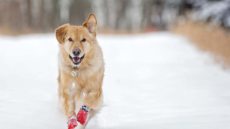 Πώς να προστατέψετε τον σκύλο σας από το τσουχτερό κρύο