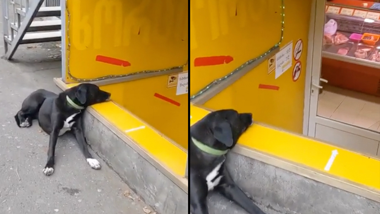 Σκύλος απολαμβάνει τη θέα