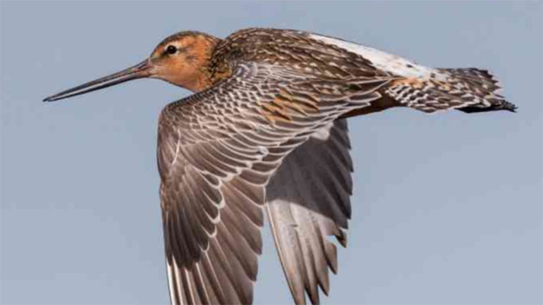 Θαλασσολιμόζα κατέρριψε ρεκόρ Γκίνες πετώντας από την Αλάσκα στην Αυστραλία χωρίς στάση