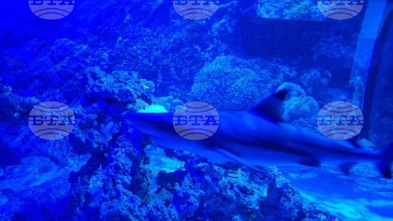 Βουλγαρία: Το πρώτο εκθεσιακό ενυδρείο πάγου στον κόσμο θα κατασκευαστεί στο Πλόβντιβ